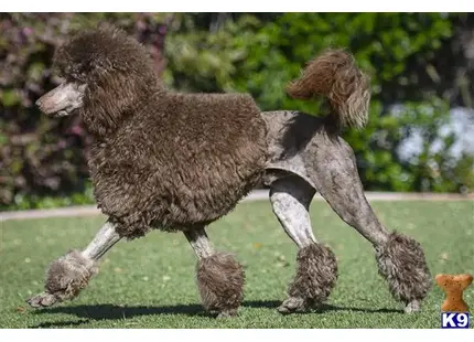 Mr. Pickles available Poodle puppy located in CONCORD